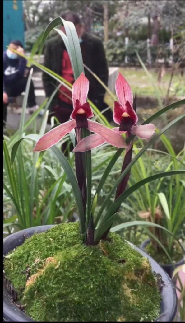 带花苞包邮云南浓香兰花苗盆栽 春兰紫阳素 阳台绿植浓香兰草苗花