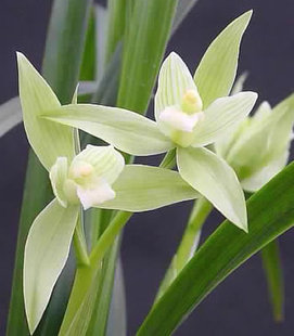 包邮兰花苗 春剑 隆昌素 朱德素 阳台盆栽绿植植物花卉