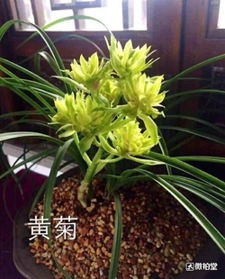 阳台绿植盆栽花卉 蕙兰黄菊  老种兰花苗