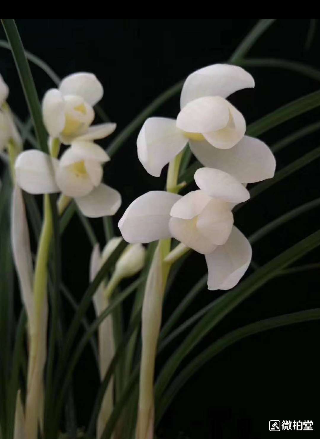 云南 老种兰花苗 经典莲瓣兰 永怀素 阳台盆栽花卉绿植植物 包邮