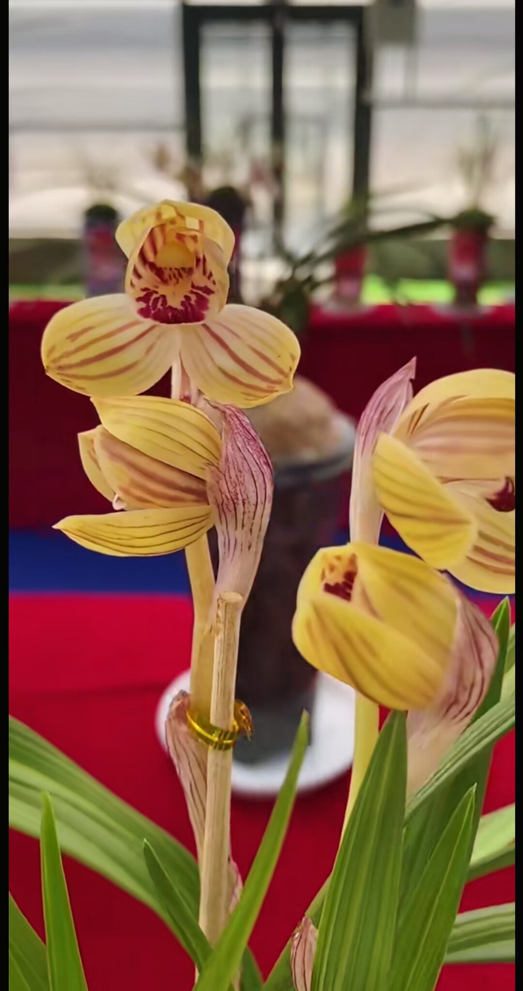 当年开花名品兰花苗盆栽 莲瓣兰帝王荷 阳台客厅庭院绿植花卉