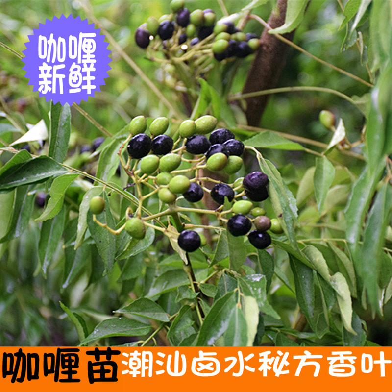 新鲜东南亚品种树苗九里香