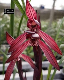 春兰板桥遗墨浓香型贵州兰花经典品种兰花礼品送人寓意文人风骨