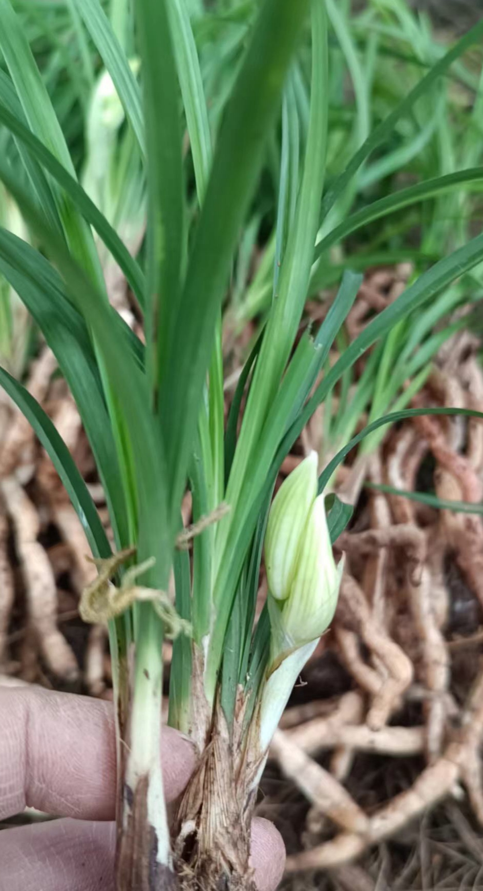 莲瓣兰经典白素幽香型莲瓣兰兰花经典品种兰花礼品送人佳品花卉