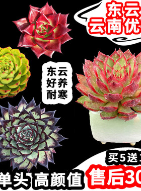 大单头东云耐寒多肉植物红色霸气好养云南货包邮野马口红乌木罗宾