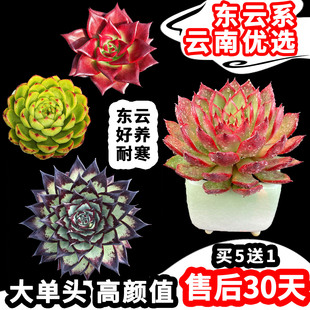 大单头东云耐寒多肉植物红色霸气好养云南货包邮野马口红乌木罗宾
