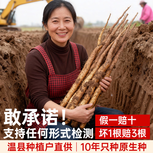 正宗河南焦作温县垆土铁棍怀山药