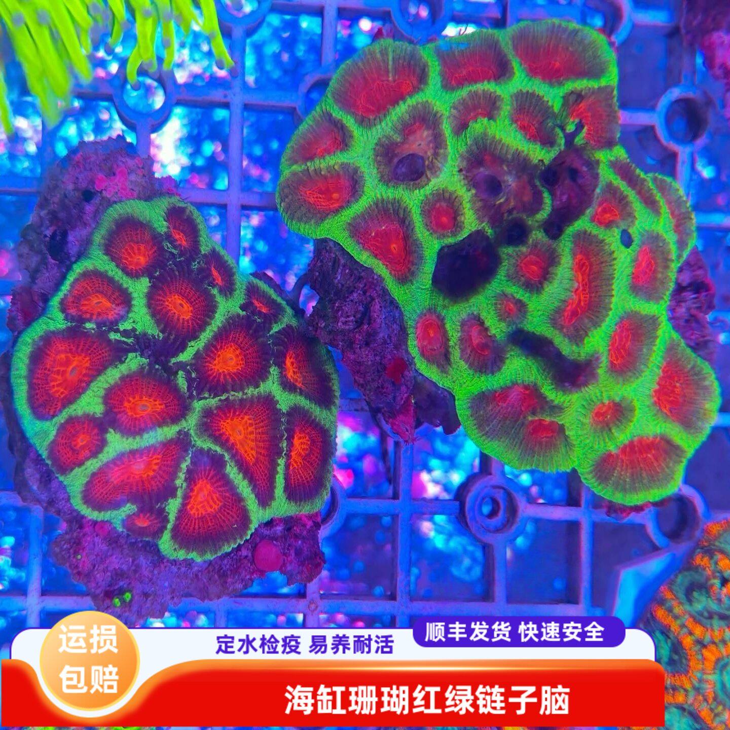 红绿荧光莲子脑珊瑚海水缸软体活体新手试水易养耐活观赏造景生物