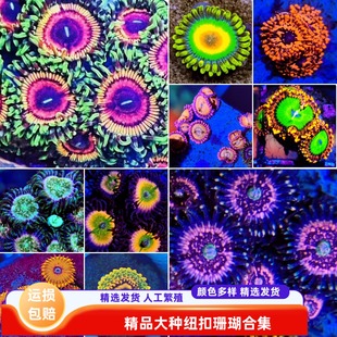 【绿艺水族】大种纽扣珊瑚平流层扣皇暮光之眼鸡尾酒海缸软体活体