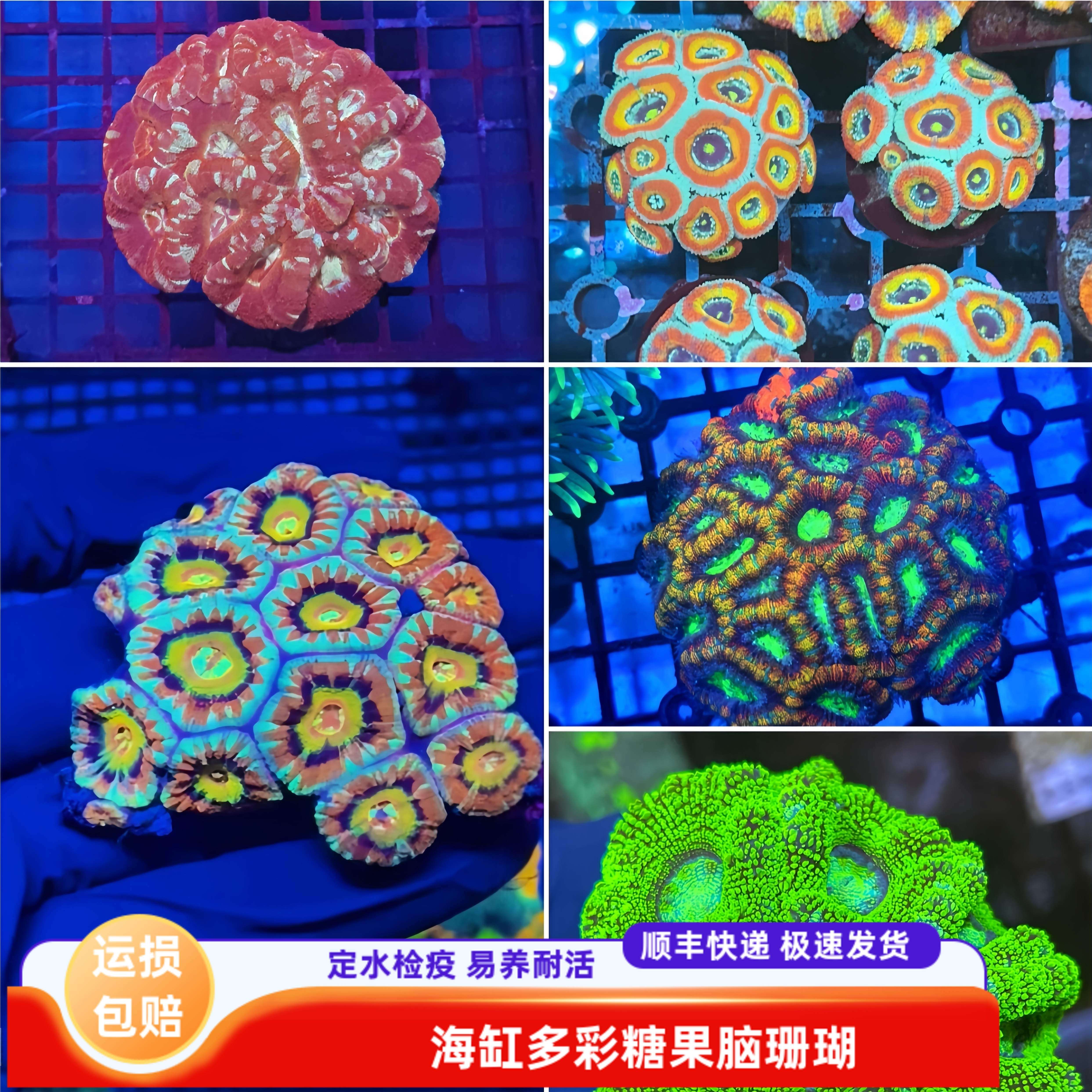 多彩糖果脑珊瑚海水缸软体活体新手入门试水易养耐活造景观赏生物