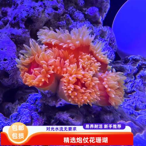 炮仗花NPS太阳花软体珊瑚海水缸活体新手易养耐活低光造景生物