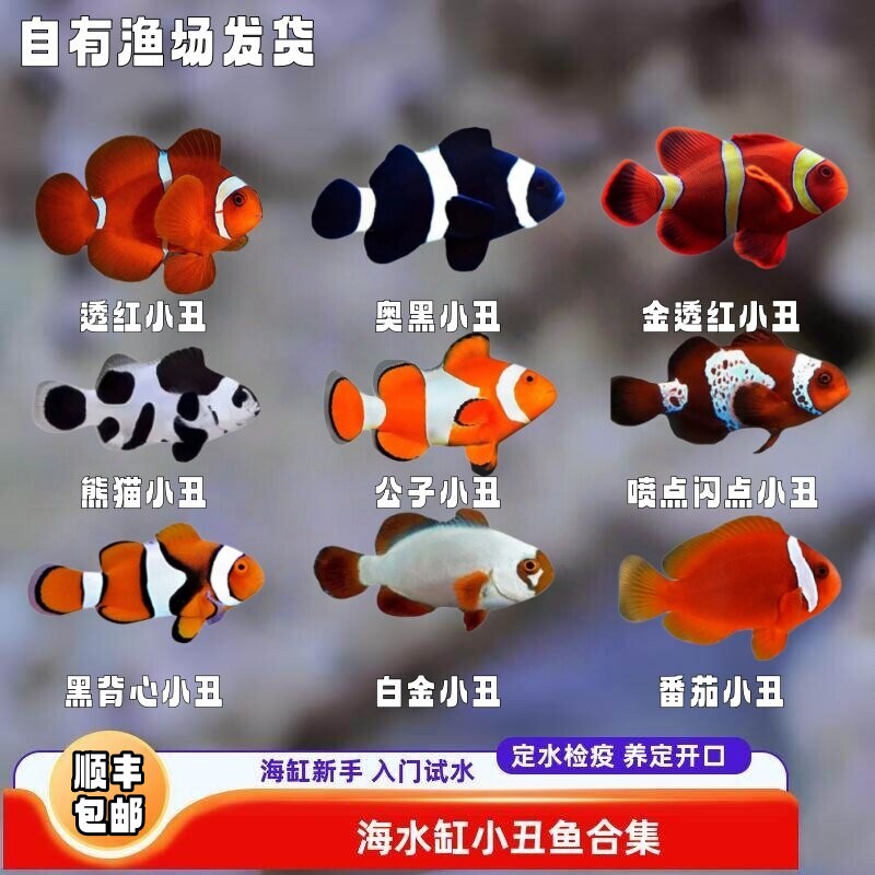 【绿艺水族】小丑鱼活体黑边公子奥黑海水入门试水观赏新手海水鱼
