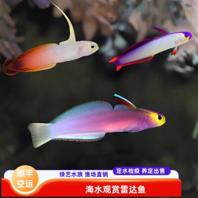 【绿艺水族】雷达鱼红雷达紫雷达大溪地火鸟海水鱼养定检疫出售