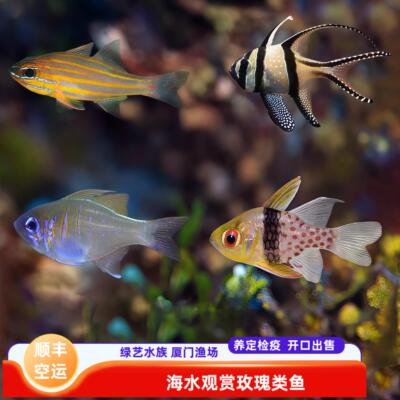【绿艺水族】玫瑰鱼海水观赏鱼巴黎天使泗水玫瑰红眼天使养定检疫