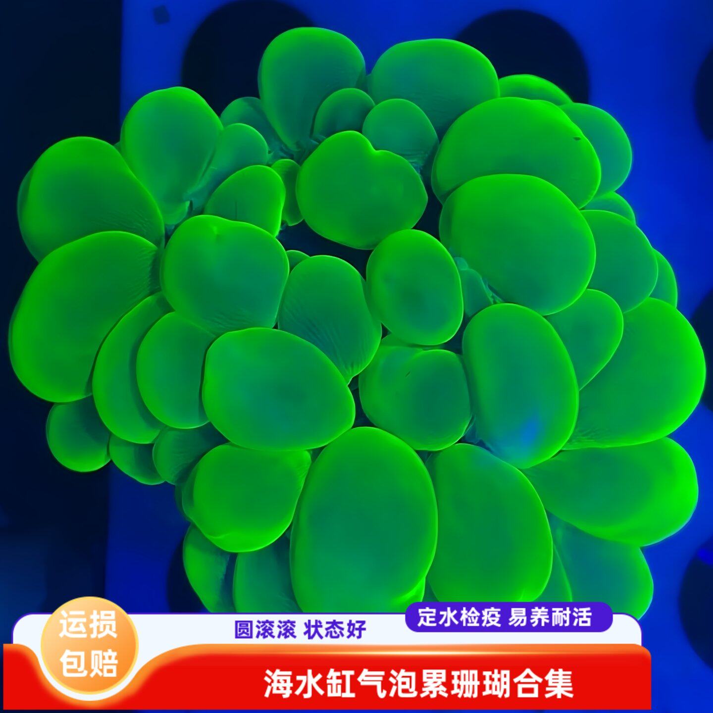 印尼荧光绿白气泡珊瑚软体海水缸活体新手易养低光观赏造景生物