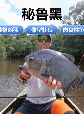 秘鲁黑食水虎鱼凶猛热带猛鱼
