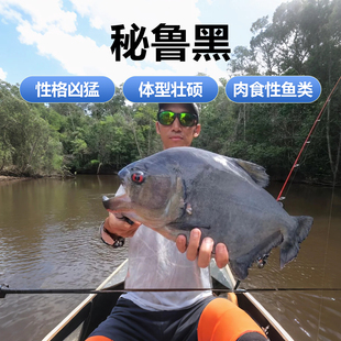 秘鲁黑食水虎鱼阿拉瓜托坎廷斯艾伦辛古红钻普黑卡提凶猛热带猛鱼