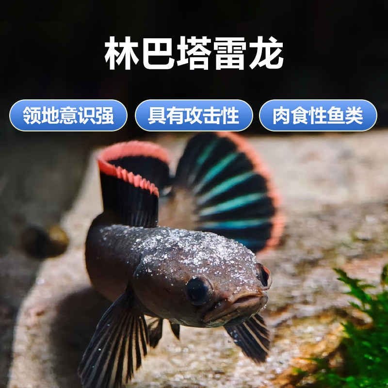 林巴塔雷龙超级火雷龙红边巨宽印尼斑豹雷龙小型凶猛观赏鱼