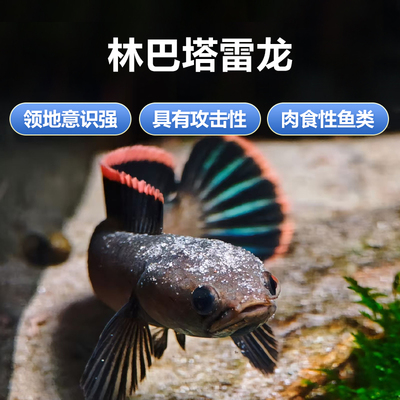 林巴塔雷龙火雷龙小型凶猛观赏鱼