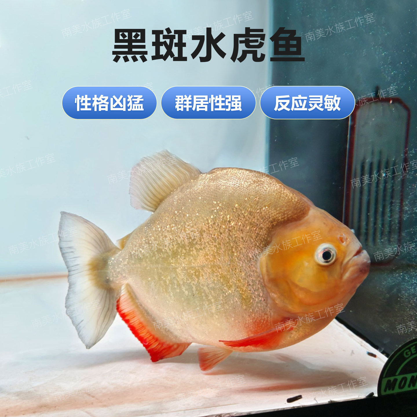 亚马逊黑斑水虎幼鱼群游包活