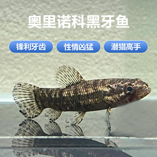 奥里诺科黑牙鱼七彩橙腹彩虹牙鱼南美枯木牙鱼加拉辛肉食性猛鱼活