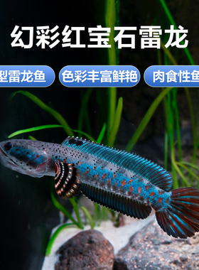 精品幻彩红宝石雷龙鱼热带小型观赏鱼七彩酒红雷龙鱼活体包邮包损