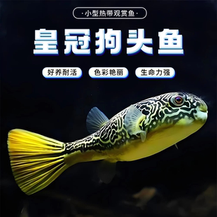 皇冠狗头鱼热带观赏鱼淡水活体超萌活体鱼凶猛河豚鱼斑马狗头鱼