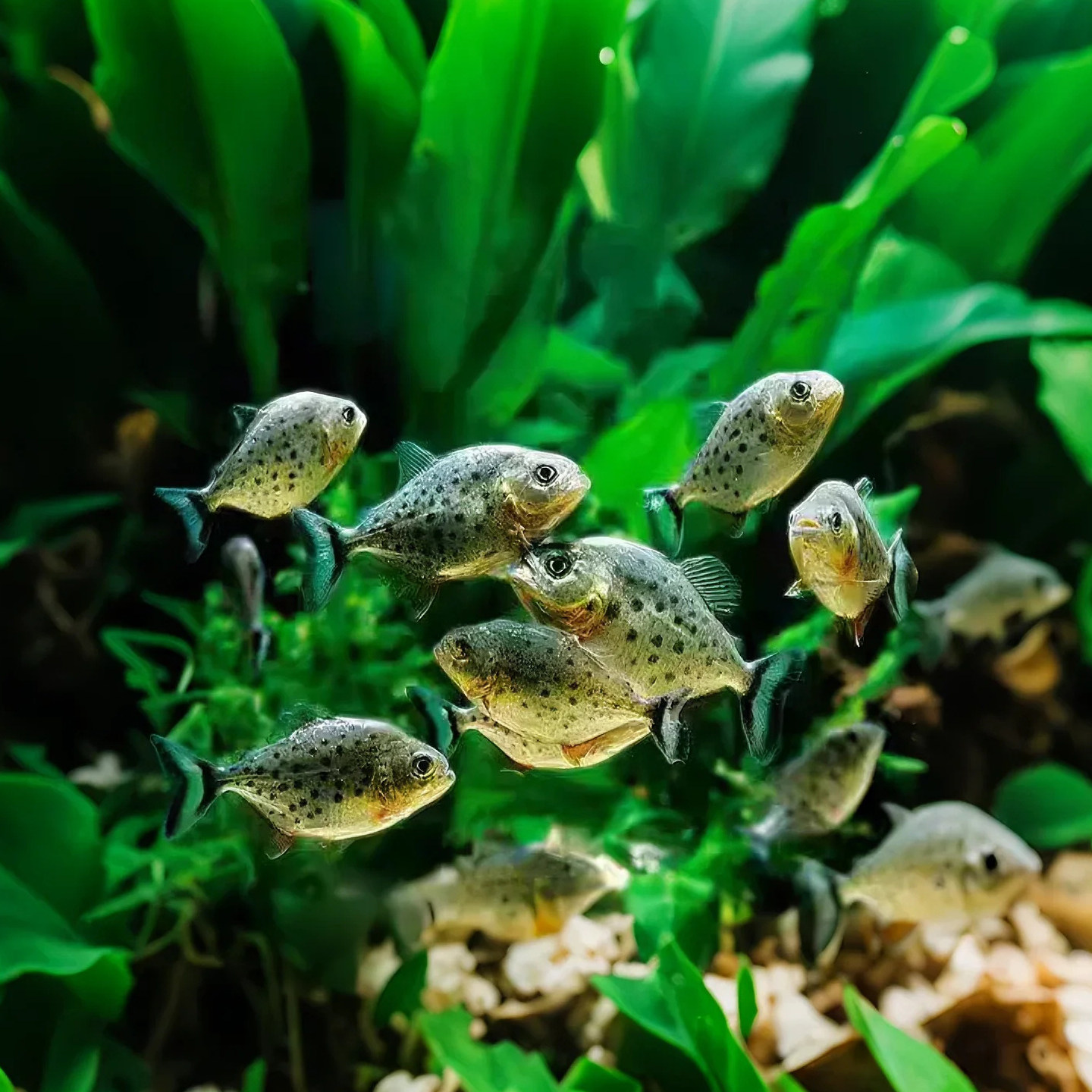 南美亚马孙红文鱼活热带鱼淡水凶猛宠物观赏鱼活苗肉食性猛鱼包邮
