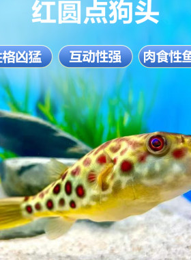 红圆点狗头 皇冠狗头 活体观赏鱼 网红气泡鱼 淡水河豚鱼中大型鱼