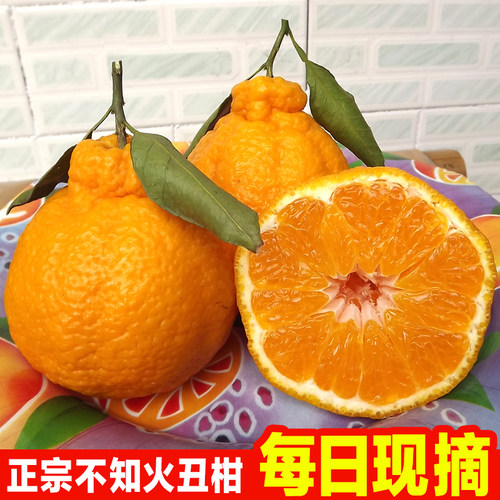 四川不知火丑柑现摘现发自然成熟