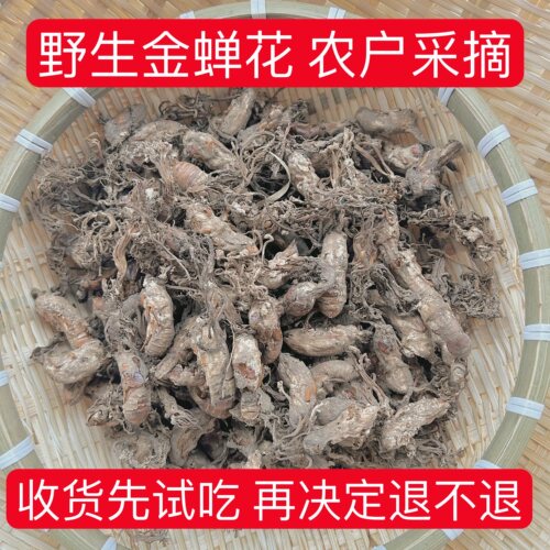 金蝉花野生无添加大虫草泡水煲汤
