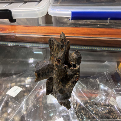 种植奇楠海南母树莺歌绿棋楠