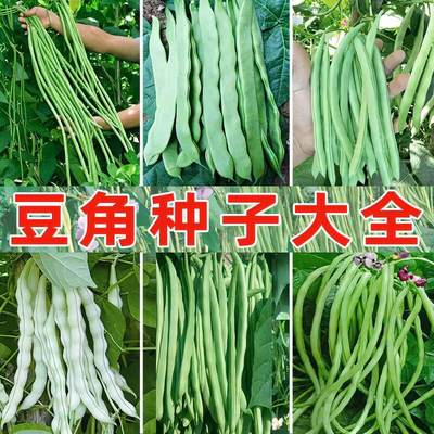 豇豆种子蔬菜种籽长四季豆芸豆春秋季豆角种籽大全孑蔬菜种苗豆种