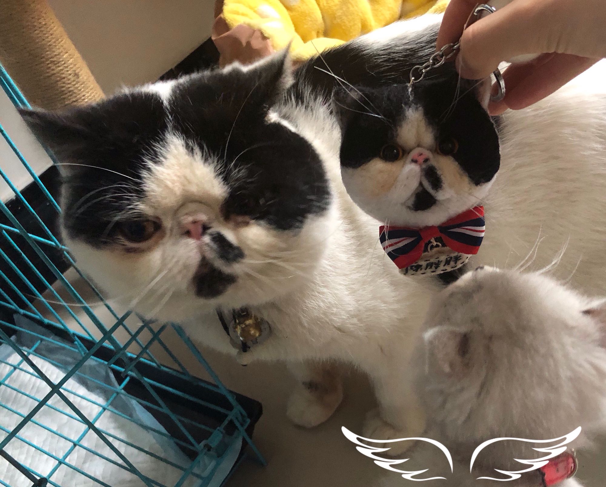 来图定制宠物猫羊毛毡手工加菲猫