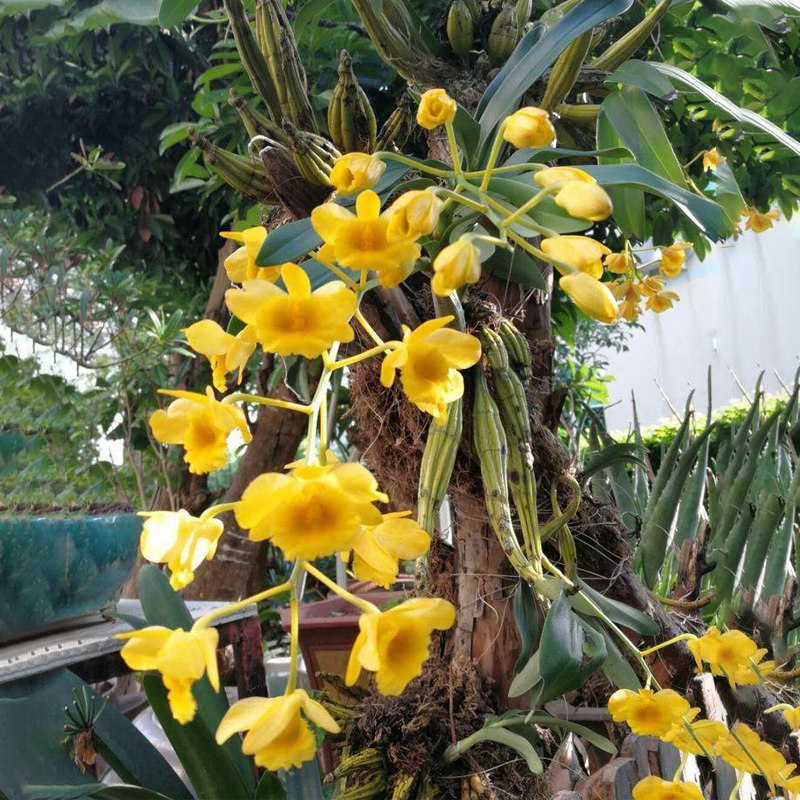 【烟雨生平板植】道地养生 铁皮石斛苗石斛鲜条石斛枫斗花