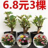 玫瑰花苗老桩玫瑰花盆栽树苗特大红花卉四季 开花食用玫瑰月季 花苗