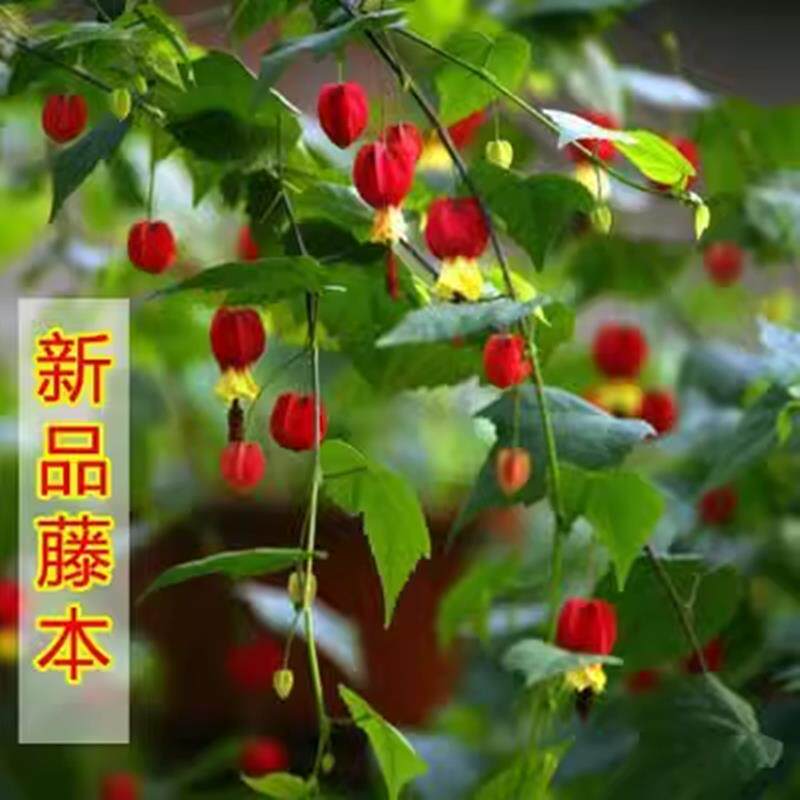 藤本爬藤植物盆栽灯笼花苗蔓性风铃花四季开花花卉观花植物室内花