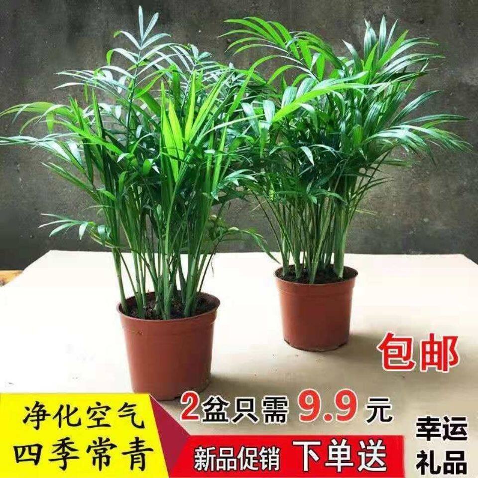 袖珍椰子植物散尾葵夏威夷室内盆花盆