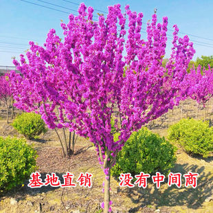 紫荆花树苗四季室外庭院开花树紫荆树苗耐寒绿化工程苗南北方种植