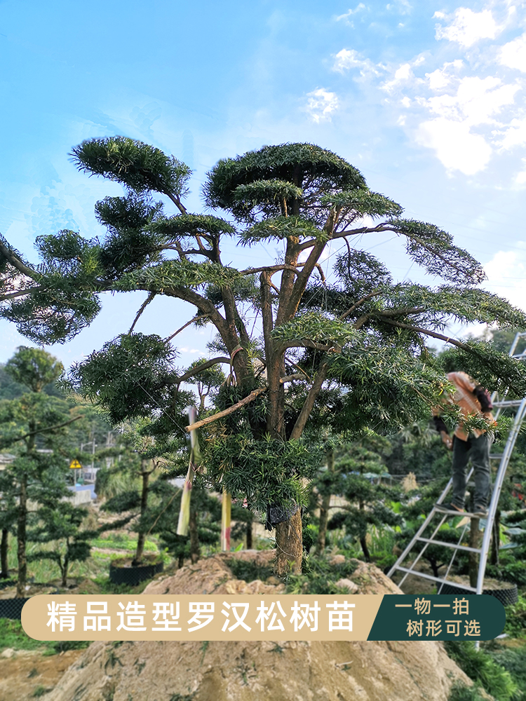 罗汉松造型树苗庭院盆景名贵大树大型别墅迎客松老桩盆栽室内绿植