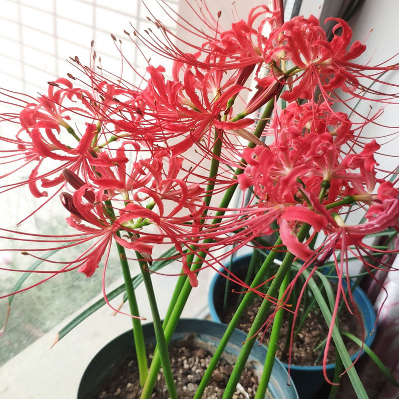 彼岸花球根素材模板 彼岸花球根图片下载 小麦优选