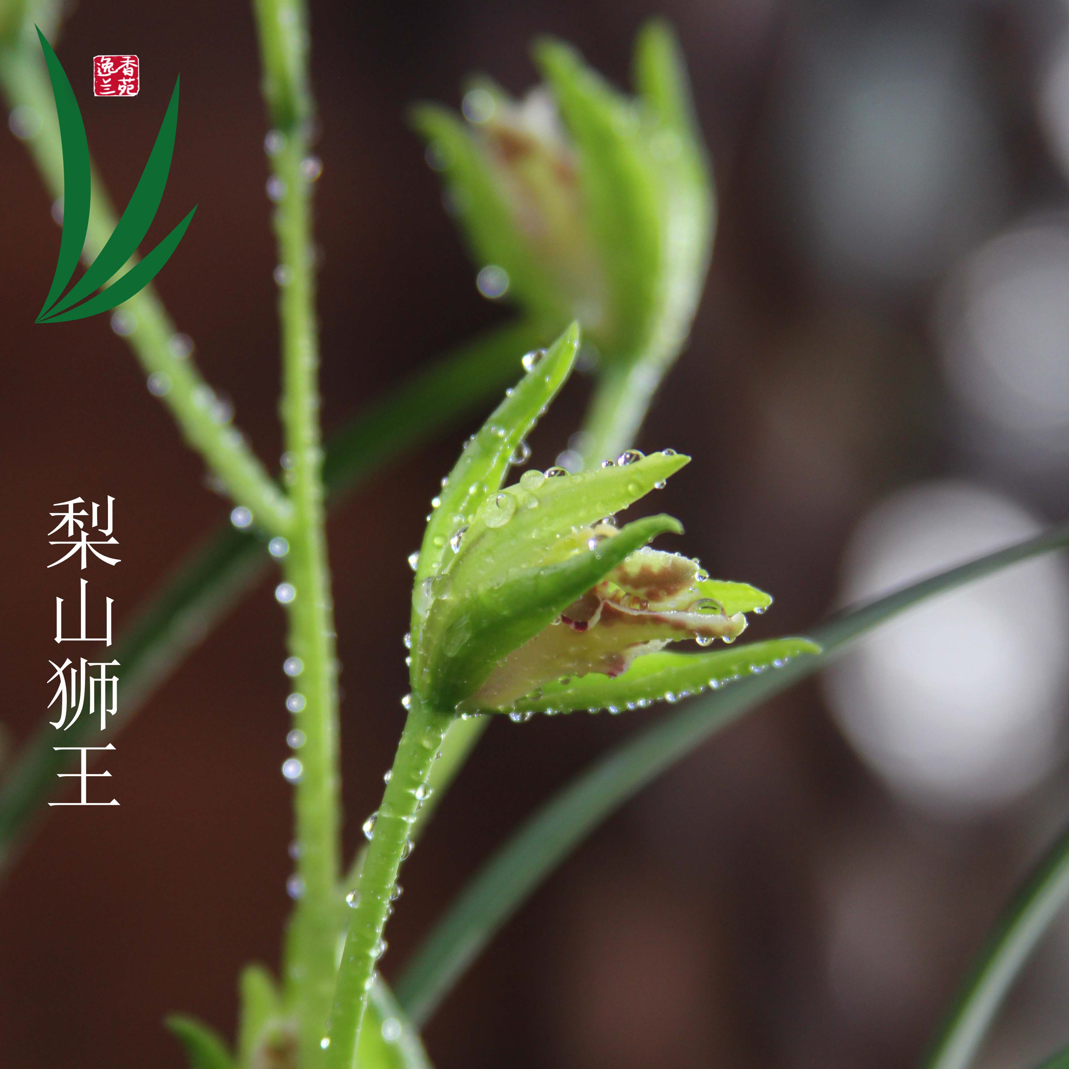 兰花建兰梨山狮王浓香四季花卉绿带草植物花苞盆景栽土名贵兰室内