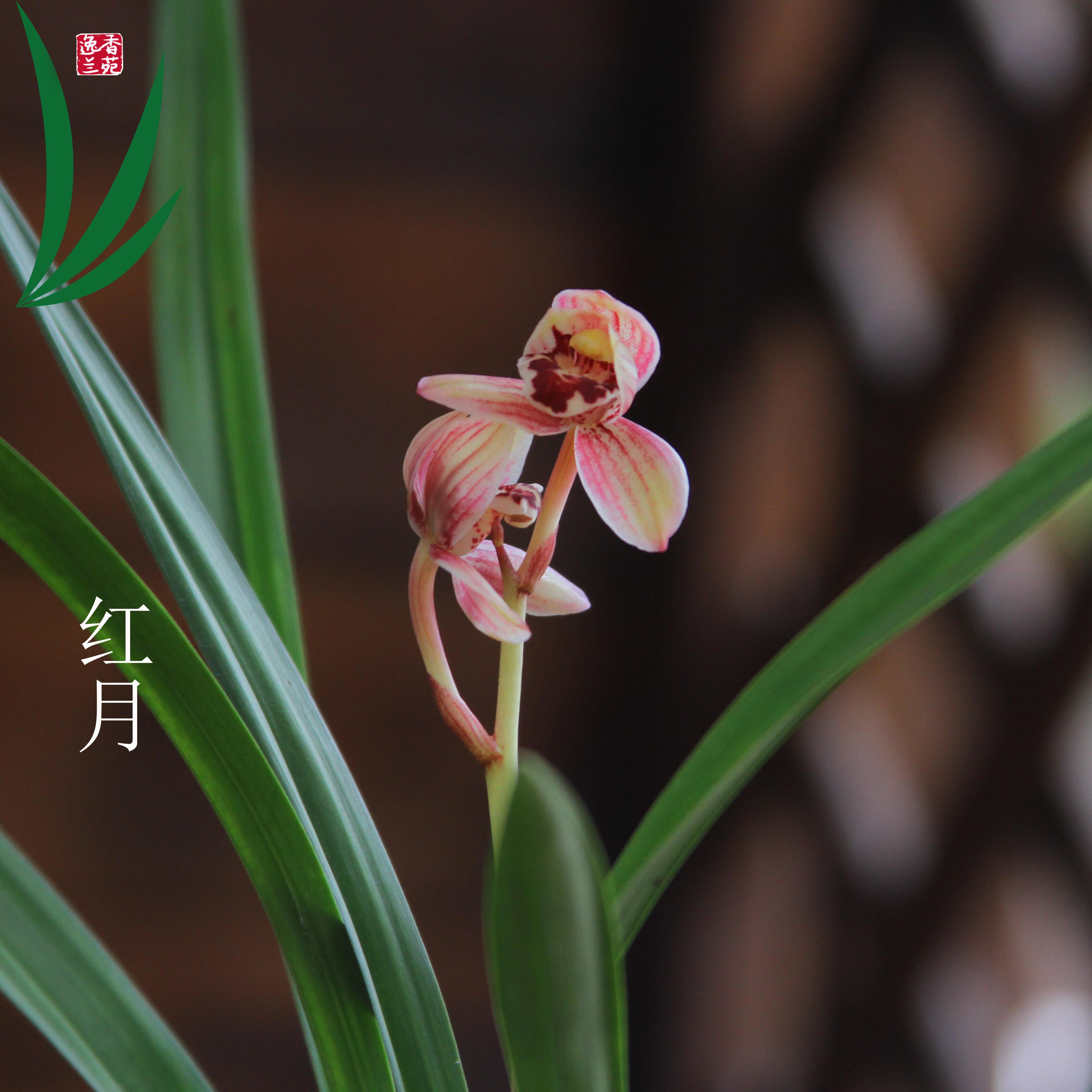 兰花建兰红月四季浓香矮种名贵花卉景栽盆土绿植带草植物花苞