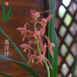 兰花墨兰秋榜喜洋洋浓香卉盆景盆栽土绿带草植物花苞名贵春兰建兰