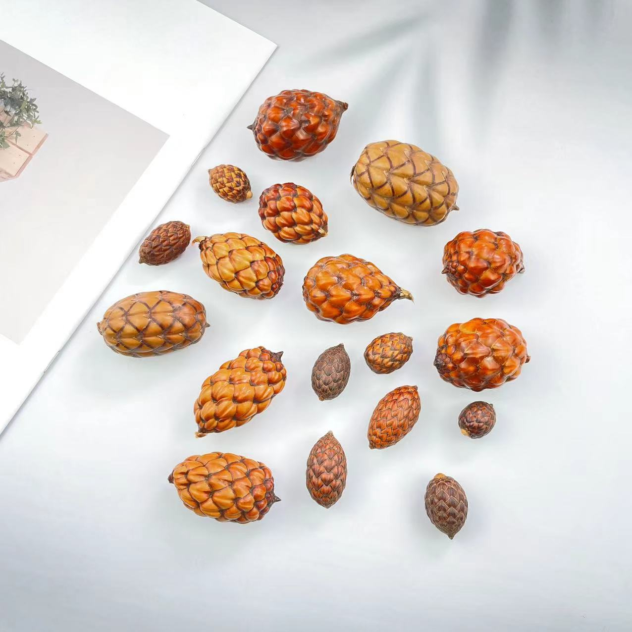 南美酒椰果棕榈科材料手作标本干花亚马逊酒椰罗菲亚椰子植物标本