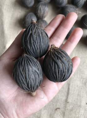 千丝果菩提原籽装饰摆件