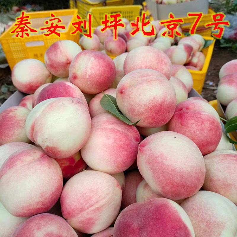 秦安水蜜桃果园现摘现发