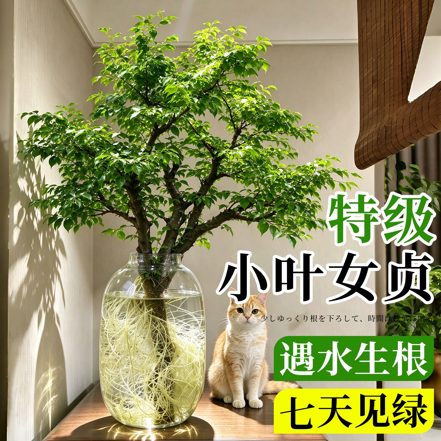 小叶女贞水培植物室内好养老桩纯水培绿植高级感客厅适合桌面水养