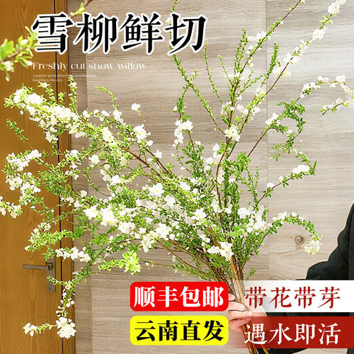 【包活包开花】云南雪柳鲜枝带花
