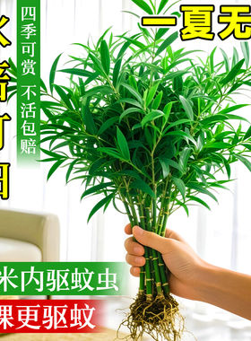 竹柏水培室内驱蚊易养老桩盆栽